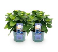 GreenboutiQ - Plante de terrasse - Hortensia - Hydrangea Magical Revolution Blue - Bleu - 6-10 Fleurs - 2 Plantes - Pot 23cm Hauteur 55cm