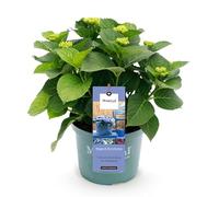 GreenboutiQ - Plante de terrasse - Hortensia - Hydrangea Magical Revolution Blue - Bleu - 6-10 Fleurs - Pot 23cm Hauteur 55cm