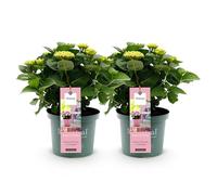 GreenboutiQ - Plante de terrasse - Hortensia - Hydrangea Magical Revolution Pink - Rose - 6-10 Fleurs - 2 Plantes - Pot 23cm Hauteur 55cm