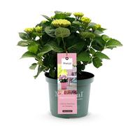 GreenboutiQ - Plante de terrasse - Hortensia - Hydrangea Magical Revolution Pink - Rose - 6-10 Fleurs - Pot 23cm Hauteur 55cm