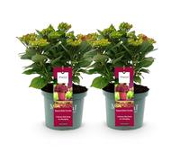 GreenboutiQ - Plante de terrasse - Hortensia - Hydrangea Magical Teusday & Saphire - Rouge - 6-10 Fleurs - 2 Plantes - Pot 23cm Hauteur 55cm