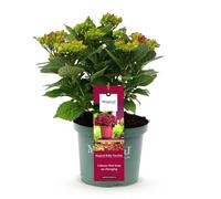 GreenboutiQ - Plante de terrasse - Hortensia - Hydrangea Magical Teusday & Saphire - Rouge - 6-10 Fleurs - Pot 23cm Hauteur 55cm