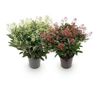 GreenboutiQ - Plante de terrasse - Skimmia japonica Duo - Fleurs Blanches & Rouges - 40+ Fleurs - 2 Plantes - Résistante à l'hiver - Pot 19cm Hauteur 60cm