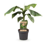 GreenboutiQ - Plante Fruit - Banane Fibreuse Japonaise - Musa Basjoo - Résistante au Froid - Pot 21cm Hauteur 70-90cm