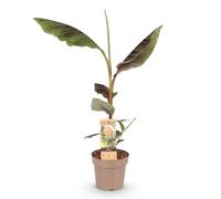 GreenboutiQ - Plante fruitière - Banane de fibre japonaise - Musa Ever Red - Rustique - 2 plantes - Pot 15cm Hauteur 50cm