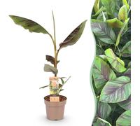GreenboutiQ - Plante fruitière - Banane japonaise - Musa Ever Red - rustique - pot 21cm hauteur 90cm