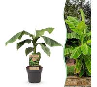 GreenboutiQ - Plante fruitière - Bananier japonais rustique - Musa Basjoo - rustique - pot 21cm hauteur 70-90cm