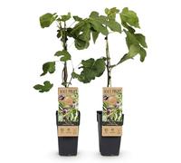 GreenboutiQ - Plante fruitière - Figuier - Ficus caria Little mis Figgy - Fruit Rouge - 2 plantes - Pot 15cm Hauteur 50cm