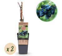 GreenboutiQ - Plante fruitière - Honeyberry - Lonicera caerulea Kamchatika - Blueberry - 2 plantes - Pot 15cm Hauteur 50cm