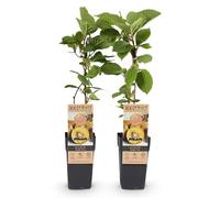 GreenboutiQ - Plante fruitière - Kiwi Jaune - Actinidia deliciosa Kiwi Doré - Fruit Jaune - 2 plantes - Pot 15cm Hauteur 50cm