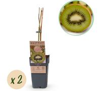 GreenboutiQ - Plante fruitière - Kiwi vert - Actinidia deliciosa Jenny - Fruit vert - 2 plantes - pot 15cm hauteur 50cm
