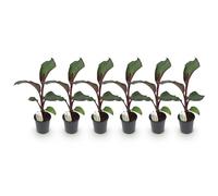 GreenboutiQ - Plante fruitière - Plante banane - Ensete ventricosum Maurelli - Rustique - 6 plantes - Pot 17cm Hauteur 40cm