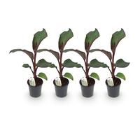 GreenboutiQ - Plante fruitière - Plante de banane - Ensete ventricosum Maurelli - Rustique - 4 plantes - Pot 17cm Hauteur 40cm
