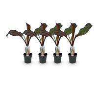 GreenboutiQ - Plante fruitière - Plante de banane - Ensete ventricosum Maurelli - Rustique - 6 plantes - Pot 12cm Hauteur 30cm