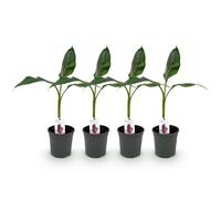 GreenboutiQ - Plante fruitière - Plante de banane - Musa sikkimensis Red Tiger - Résistante à l'hiver - 4 plantes - Pot 17cm Hauteur 40cm