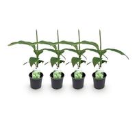 GreenboutiQ - Plante fruitière - Plante de bananier - Musa Basjoo - Résistante à l'hiver - 6 plantes - Pot 12cm Hauteur 30cm