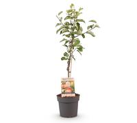 GreenboutiQ - Plante fruitière - Pommier - Malus domestica Elstar - Pomme rouge verte - Pot 21cm Hauteur 90cm