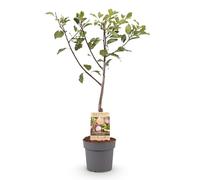 GreenboutiQ - Plante Fruitière - Prunier - Prunus domestica Opal - Fruit Jaune Rouge - Pot 21cm Hauteur 90cm