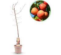 GreenboutiQ - Plante fruitière - Prunier - Prunus domestica Victoria - Prune rouge - Pot 21cm Hauteur 90cm