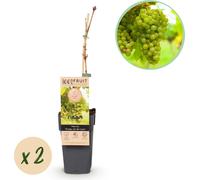 GreenboutiQ - Plante fruitière - Raisin blanc - Vitis vinifera Frühzeit von der Laan - 2 plantes - pot 15cm hauteur 50cm