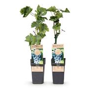GreenboutiQ - Plante fruitière - Raisin Bleu - Vitis vinifera Regent - 2 plantes - Pot 15cm Hauteur 50cm