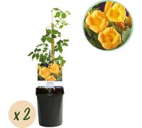 GreenboutiQ - Plante grimpante Campsis radicans 'Flava' (Fleur de Trompette jaune) - Floraison jaune - Entretien facile - 2 plantes en pot Ø11 cm - Hauteur env. 40 cm