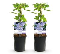 GreenboutiQ - Plante grimpante - Clematis Blue Angel - Fleur Bleu Clair - Peu d'entretien - 2 plantes - Pot 11cm Hauteur 40cm