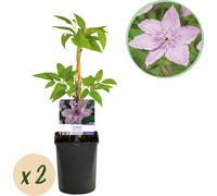 GreenboutiQ - Plante grimpante - Clematis Hagley Hybrid - Fleur rose - Peu de soins - 2 plantes - pot 11cm hauteur 40cm