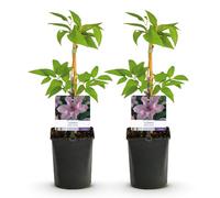 GreenboutiQ - Plante grimpante - Clematis Hagley Hybrid - Fleur Rose - Peu d'entretien - 2 plantes - Pot 11cm Hauteur 40cm