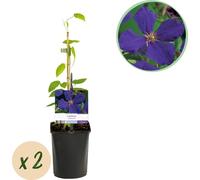 GreenboutiQ - Plante grimpante - Clematis Jackmanii - Fleur bleue - Peu de soins - 2 plantes - pot 11cm hauteur 40cm