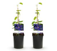 GreenboutiQ - Plante grimpante - Clematis Jackmanii - Fleur bleue - Peu de soins - 2 plantes - pot 11cm hauteur 40cm
