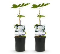 GreenboutiQ - Plante grimpante - Clematis Madame Le Coultre - floraison blanche - peu de soins - 2 plantes - pot 11cm hauteur 40cm