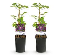 GreenboutiQ - Plante grimpante - Clematis Mikelite - fleur lilas - peu de soins - 2 plantes - pot 11cm hauteur 40cm