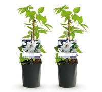 Plante grimpante - Clematis Miss Bateman - Fleur rose - Peu de soins - 2 plantes - Pot 11cm Hauteur 40cm