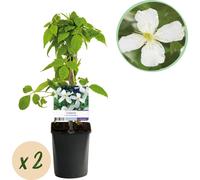 GreenboutiQ - Plante grimpante Clematis montana 'Grandiflora' (clématite blanche de montagne) - floraison précoce & entretien facile - 2 plantes en pot Ø11 cm - hauteur env. 40 cm