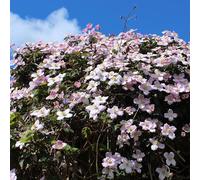 GreenboutiQ - Plante grimpante - Clematis montana Rubens - Fleur Rose - Floraison précoce - Peu d'entretien - 2 plantes - Pot 11cm Hauteur 40cm