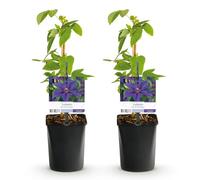 GreenboutiQ - Plante grimpante - Clematis Mrs. N. Thompson - Fleurs Roses - Peu d'entretien - 2 plantes - Pot 11cm Hauteur 40cm