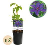 GreenboutiQ - Plante grimpante - Clematis Mrs. N. Thompson - Floraison rose - Peu de soins - 2 plantes - pot 11cm hauteur 40cm