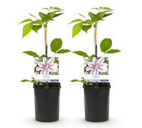 GreenboutiQ - Plante grimpante - Clematis Nelly Moser - Fleur rose - Peu de soins - 2 plantes - pot 11cm hauteur 40cm