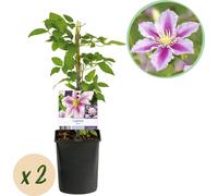 GreenboutiQ - Plante grimpante - Clematis Piilu - Fleur rose - Peu de soins - 2 plantes - pot 11cm hauteur 40cm