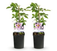 GreenboutiQ - Plante grimpante - Clematis Piilu - Fleur rose - Peu de soins - 2 plantes - pot 11cm hauteur 40cm