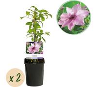 GreenboutiQ - Plante grimpante - Clematis Pink Fantasy - Fleur rose - Peu de soins - 2 plantes - pot 11cm hauteur 40cm