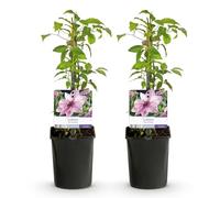 GreenboutiQ - Plante grimpante - Clematis Pink Fantasy - Fleur rose - Peu de soins - 2 plantes - pot 11cm hauteur 40cm