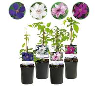 GreenboutiQ - Plante grimpante - Clematis Rainbow - Floraison rose blanc lilas rouge - Peu de soins - 4 plantes - pot 11cm hauteur 40cm