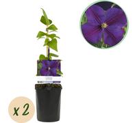 GreenboutiQ - Plante grimpante - Clematis Star of India - Fleur rose - Entretien facile - 2 plantes - pot 11cm hauteur 40cm