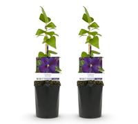 GreenboutiQ - Plante grimpante - Clematis Star of India - Fleur Rose - Peu d'entretien - 2 plantes - Pot 11cm Hauteur 40cm