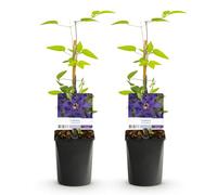GreenboutiQ - Plante grimpante - Clematis The President - Fleur Rose - Peu d'entretien - 2 plantes - Pot 11cm Hauteur 40cm