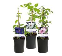 Plante grimpante - Clematis Tricolour - Fleur rose blanc lilas - Peu de soins - 3 plantes - Pot 11cm Hauteur 40cm