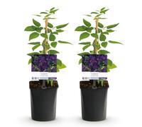 GreenboutiQ - Plante grimpante Clematis viticella 'Polish Spirit' (Vigne des bois) - Fleur Violet - Entretien facile - 2 plantes en pot Ø11 cm - Hauteur env. 40 cm