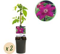 GreenboutiQ - Plante grimpante - Clematis Westerplatte - Fleur rouge - Entretien facile - 2 plantes - pot 11cm hauteur 40cm